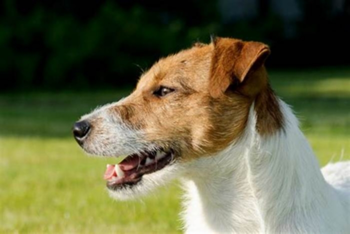 What is the lifespan of a Jack Russell dog?