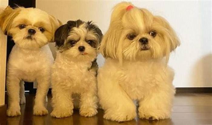 What is the lifespan of a Shih Tzu dog