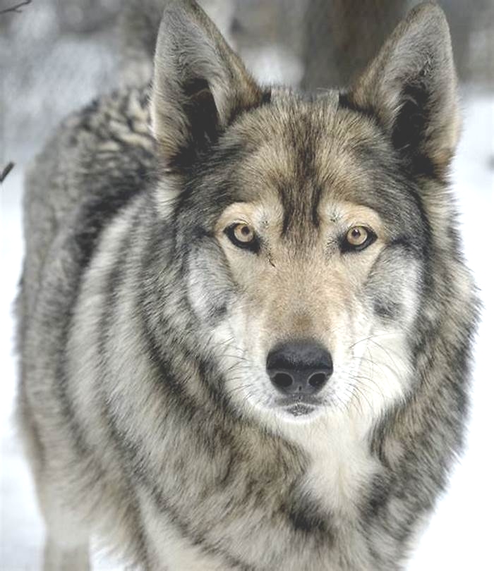 What is the lifespan of a wolf hybrid dog