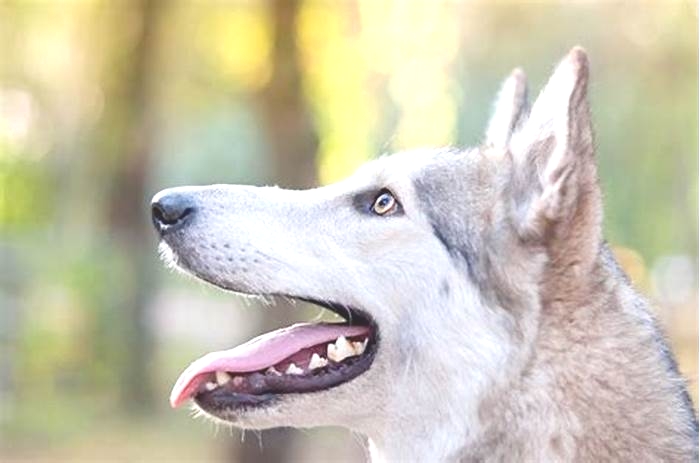 What is the lifespan of a wolfdog?