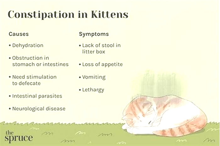 What is the most common cause of constipation in cats