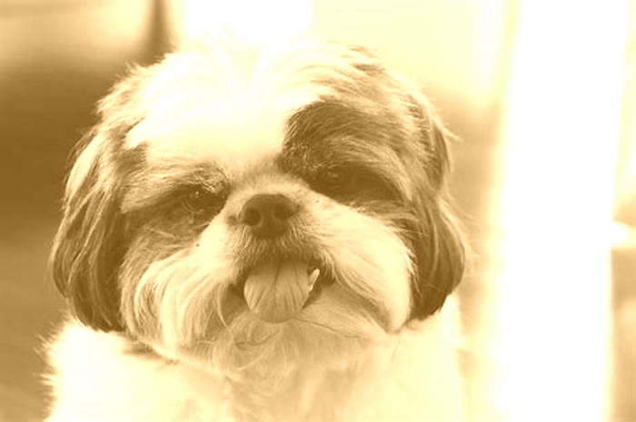 What is the most common disease in Shih Tzus?