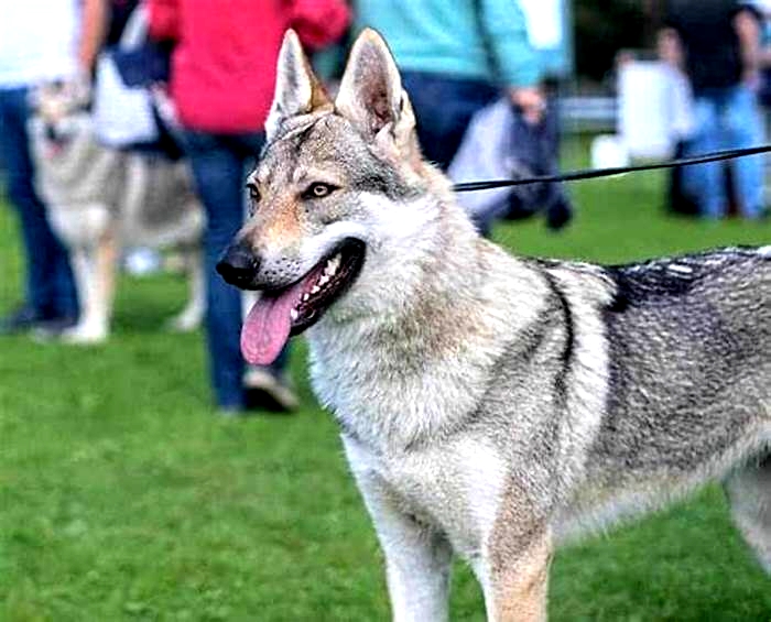 What is the most expensive wolfdog