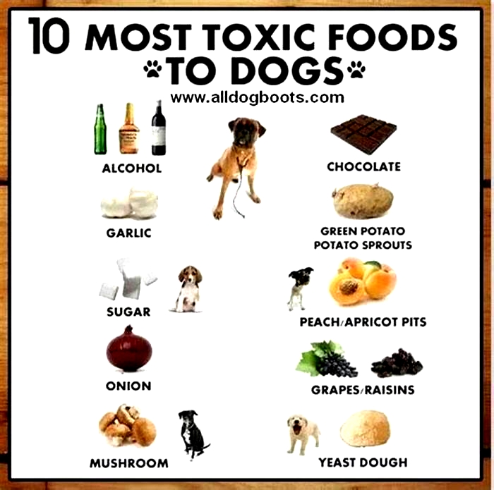 What is the most toxic fruit to dogs?