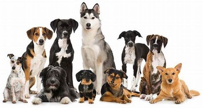 What is the number one rated dog breed?