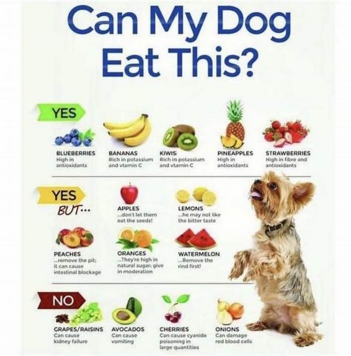 What is the perfect dog diet