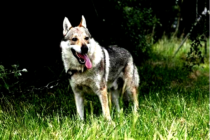 What is the temperament of a wolf dog