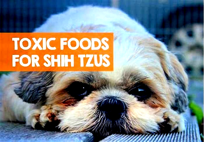 What is toxic to Shih Tzus