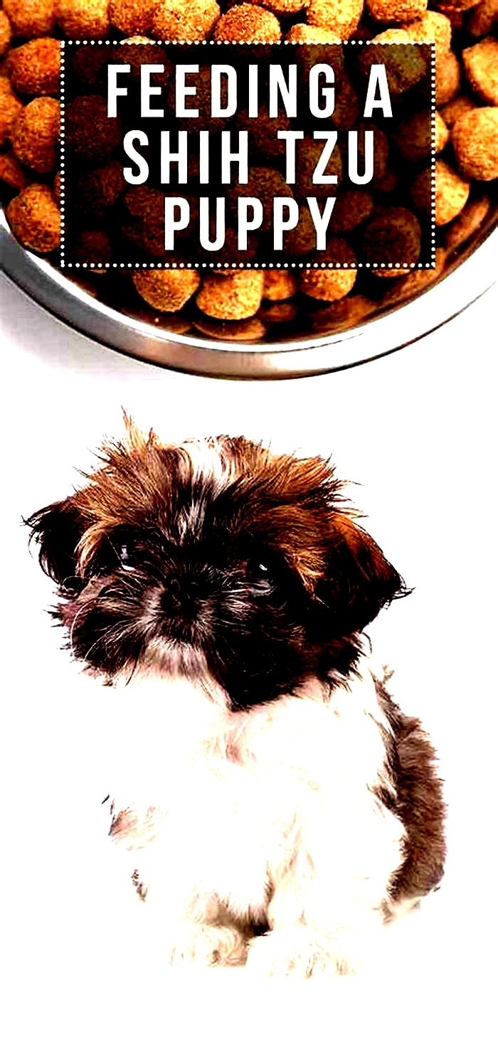 What meat can I feed my Shih Tzu?