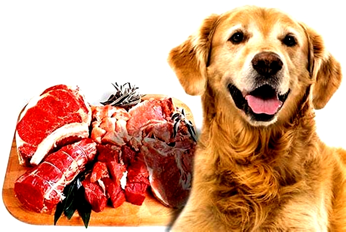 What meat is best for dogs