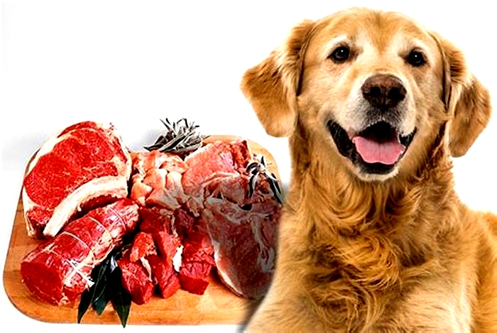 What meat is good for dogs everyday