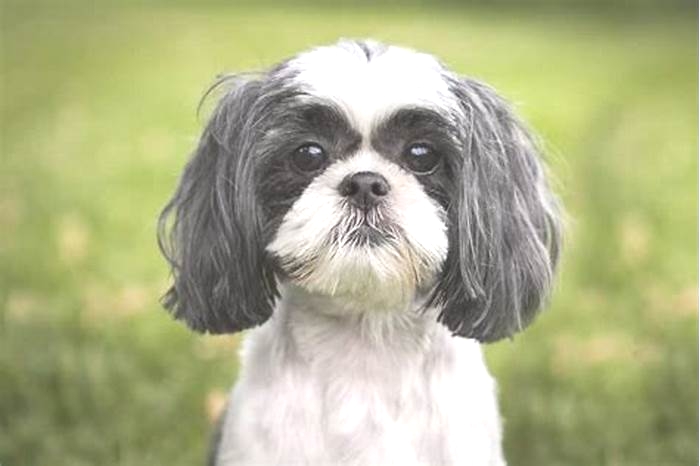 What not to do with Shih Tzus