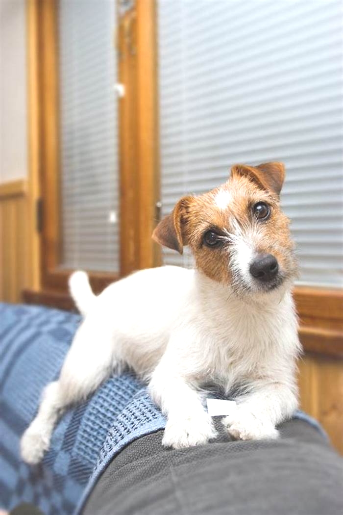 What not to do with a Jack Russell Terrier?