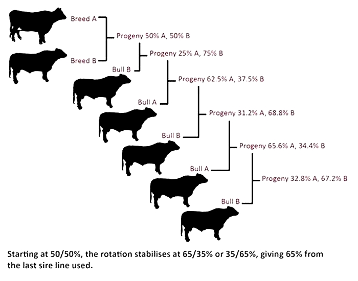 What percentage of meat is in pedigree?