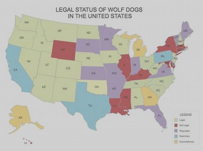 What percentage of wolf dog is illegal