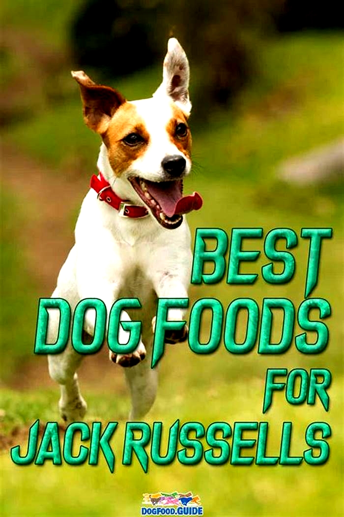 What s the best food for Jack Russells