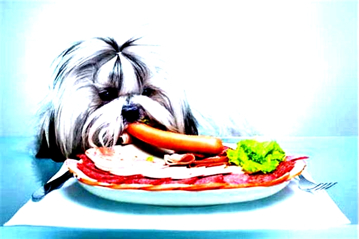 What should a Shih Tzu eat in a day?