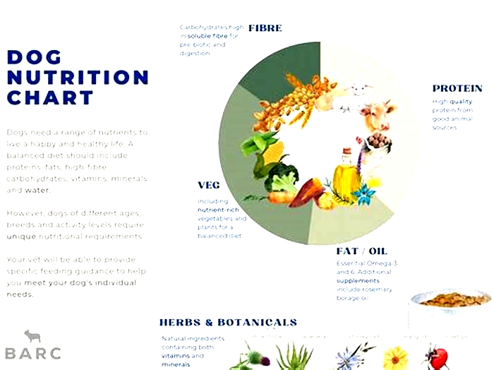 What should be the primary diet for a dog?