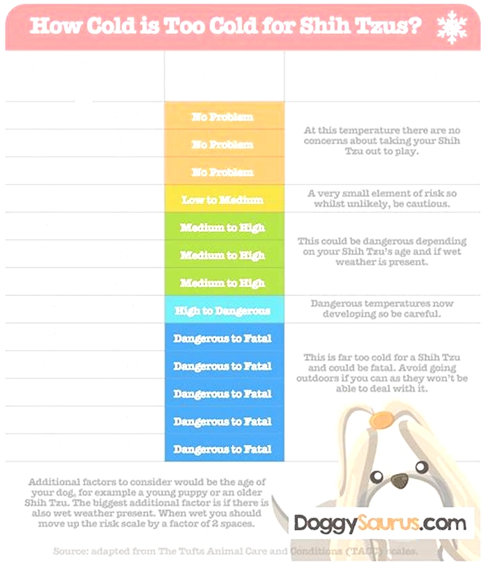 What temperature is too cold for a Shih Tzu?