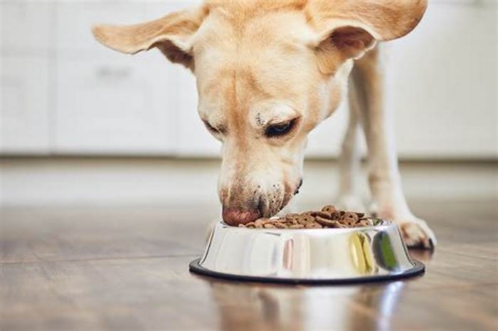 What to feed a dog that is always hungry