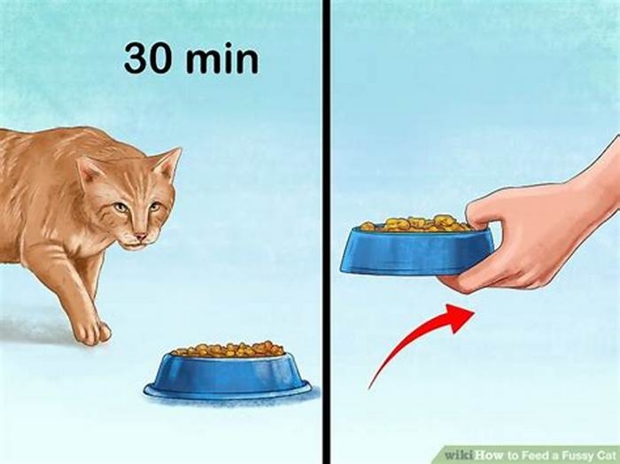 What to feed a fussy elderly cat