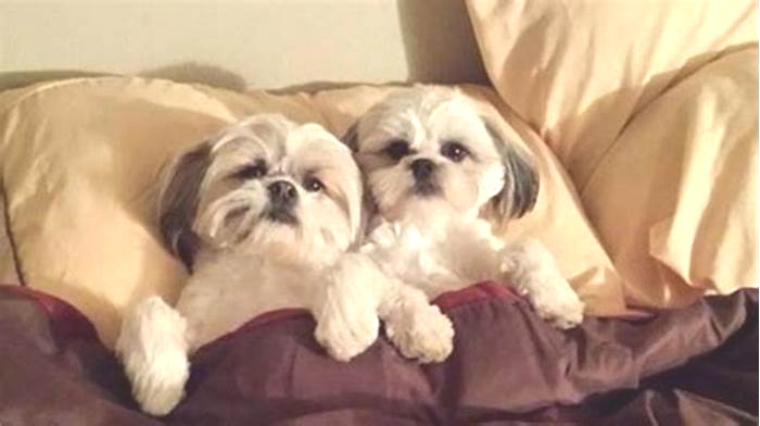 Where should Shih Tzu sleep at night?