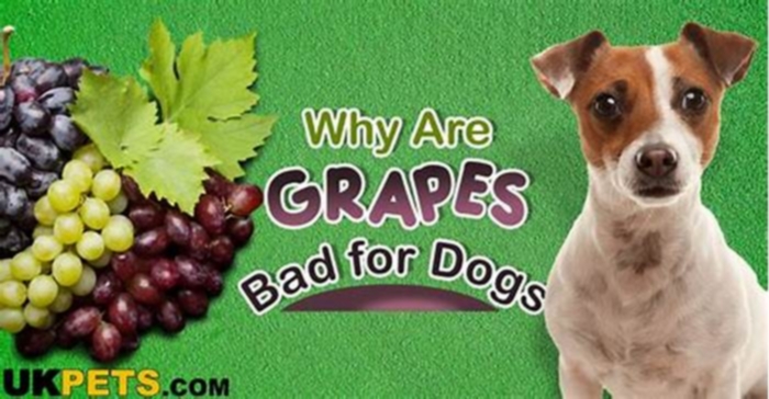 Why are grapes bad for dogs?