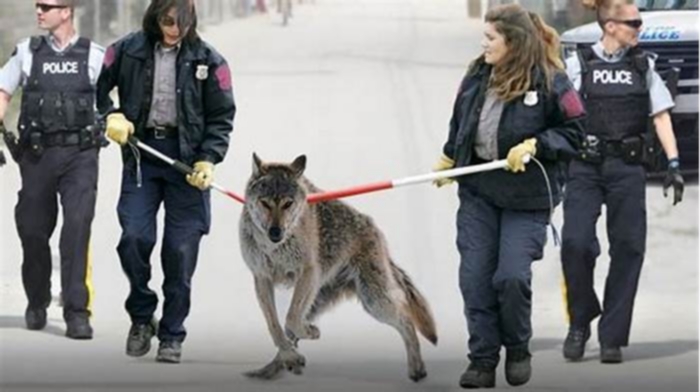 Why are wolf dogs illegal?