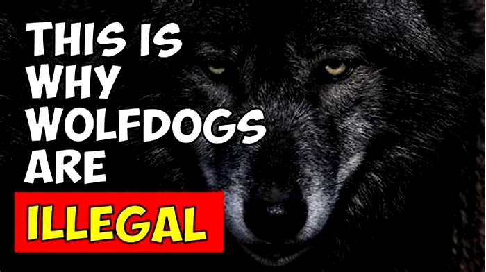 Why are wolfdogs illegal?