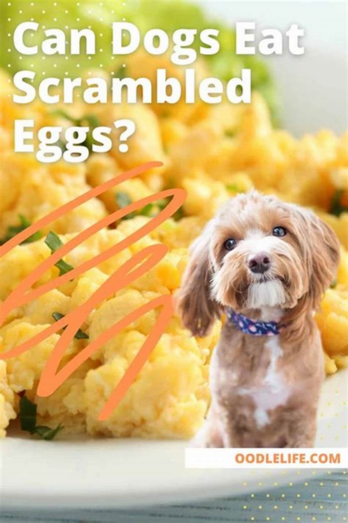 Why can t dogs eat cooked eggs