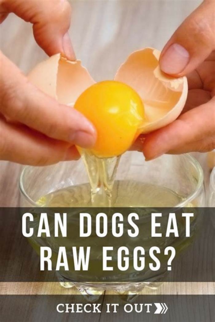 Why can't dogs eat raw eggs?