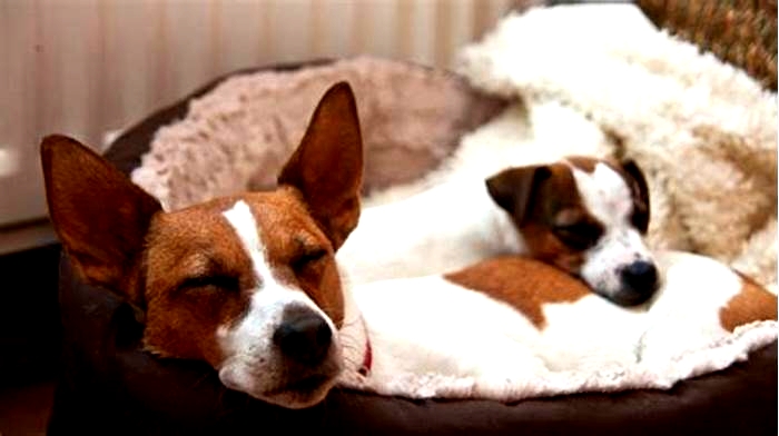 Why do Jack Russells sleep under the covers?