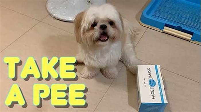 Why do Shih Tzu pee so much?