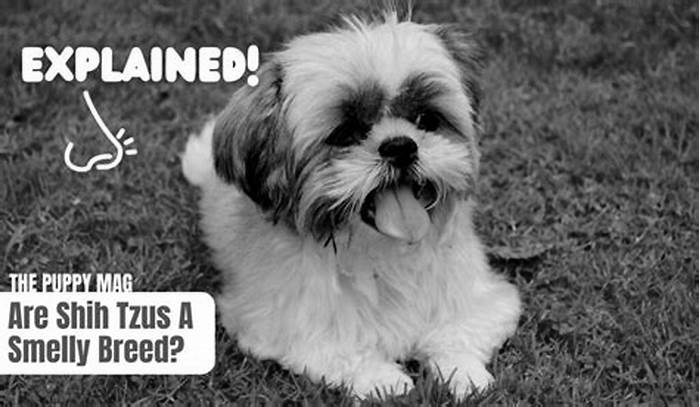 Why do Shih Tzu smell so much?