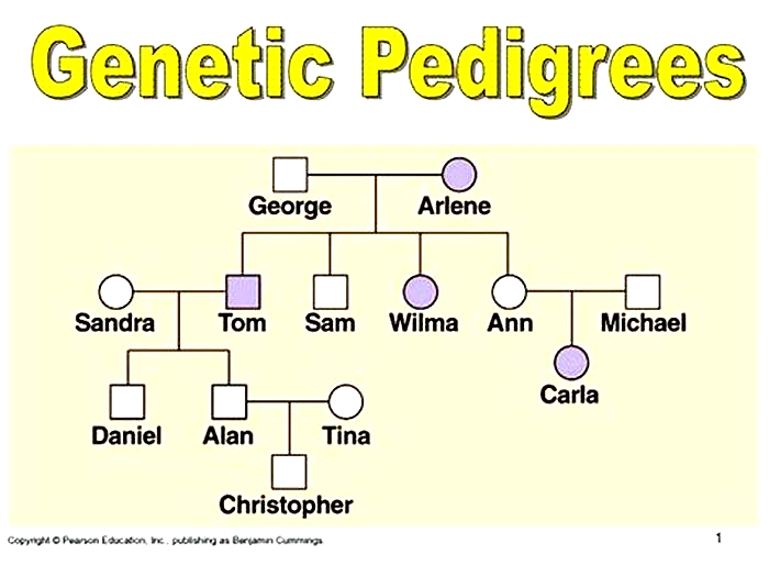 Why do people buy pedigree?