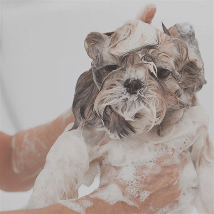 Why does my Shih Tzu smell even after a bath?