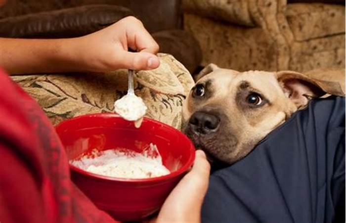 Why does my dog act like he's starving when he eats?