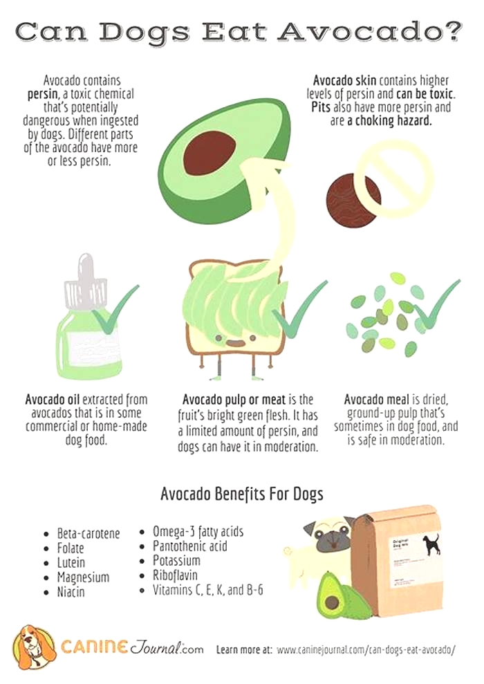 Why is avocado bad for dogs