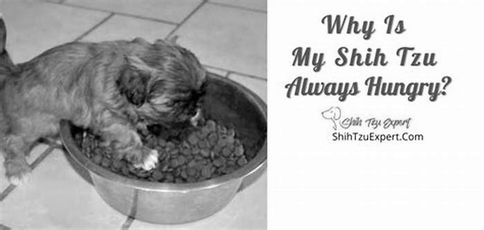 Why is my Shih Tzu always hungry