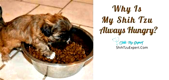 Why is my Shih Tzu so hungry all the time