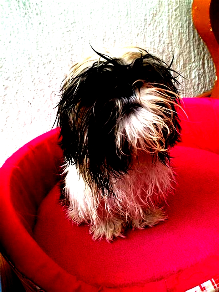 Why is my Shih Tzus face always wet?