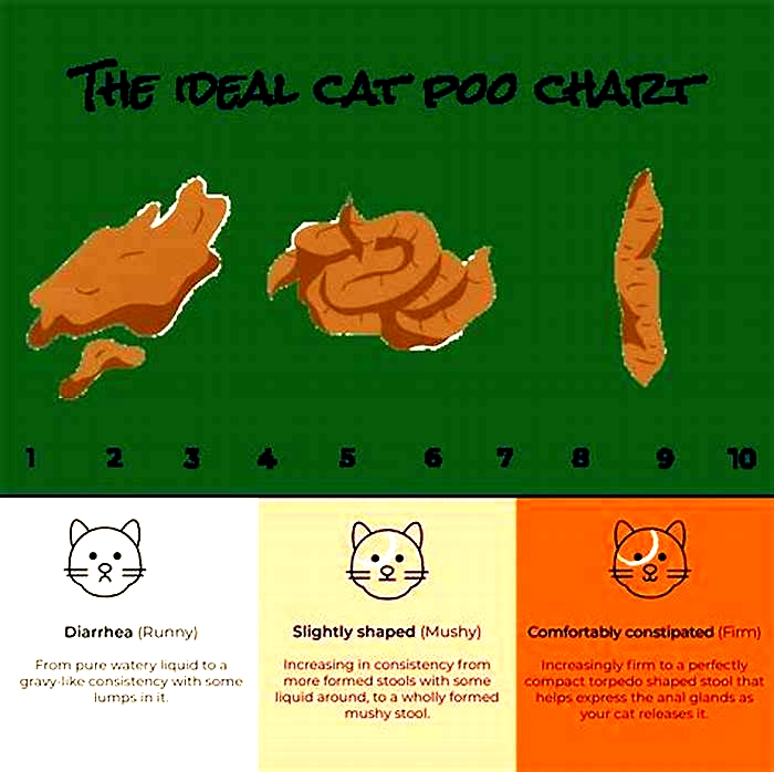 Why is my cats poop always mushy?