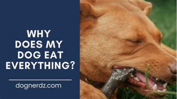 Why is my dog eating everything but his food?