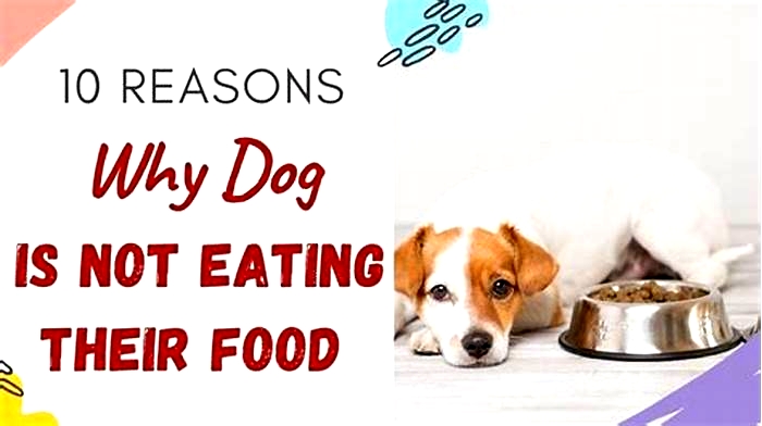 Why is my dog not eating his food but will eat human food?