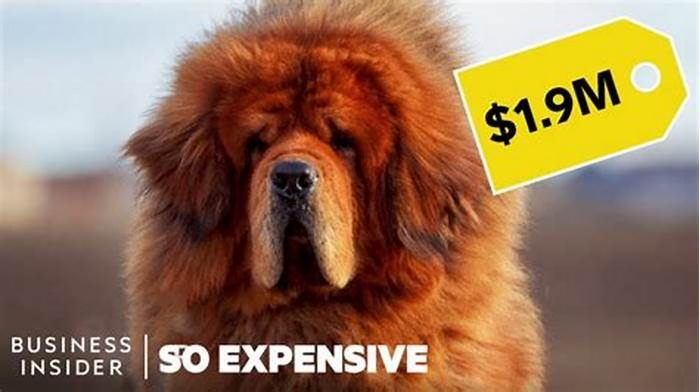 Why is pedigree so expensive