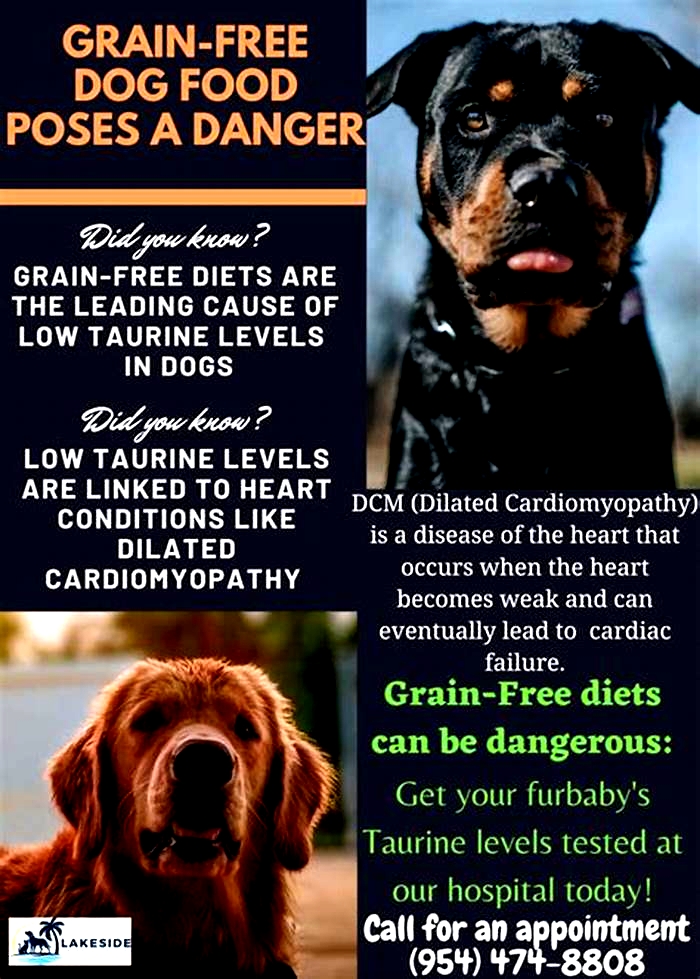 Why not to feed your dog grain free?