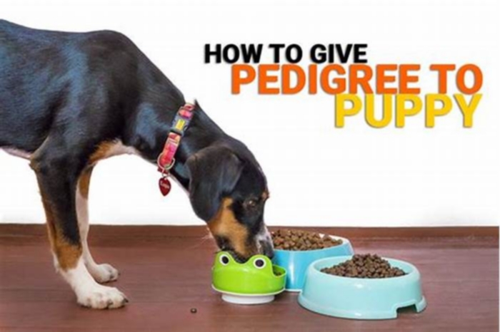 Why not to feed your dog pedigree