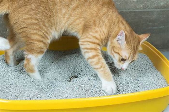 Will a constipated cat eventually poop?