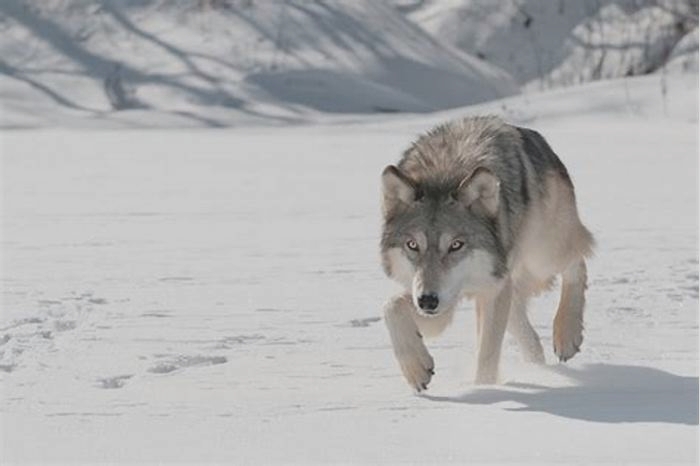 Will a wolf dog protect you?