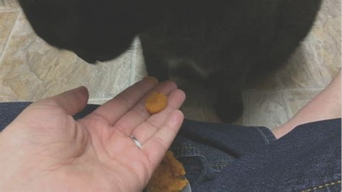 Will canned pumpkin help my cat poop?